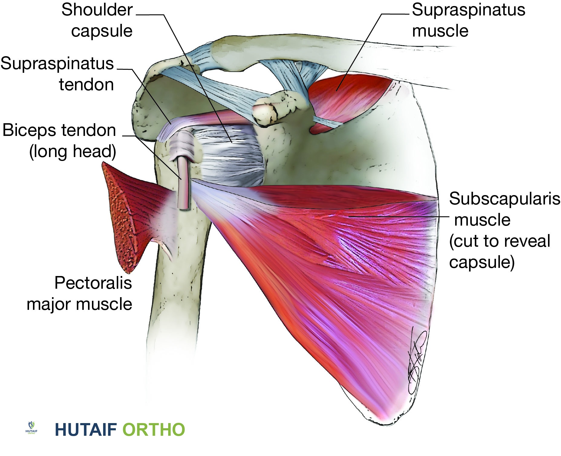 تشريح مفصل الكتف المعقد